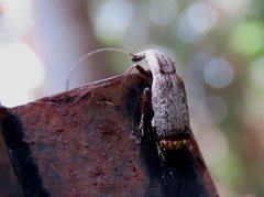 Ancylotropis waterhousei