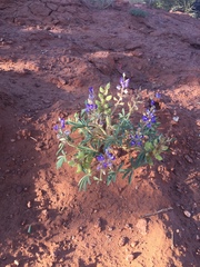Lupinus pusillus