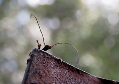 Ancylotropis waterhousei