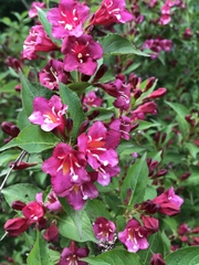 Weigela