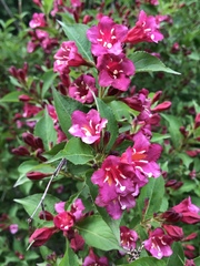 Weigela