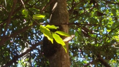 Lycorea halia discreta