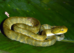 Broadley's Bush Viper photo 3