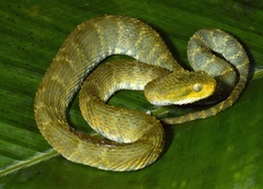 Broadley's Bush Viper photo 2