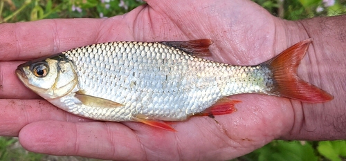 Common Rudd, photo 8 of 8