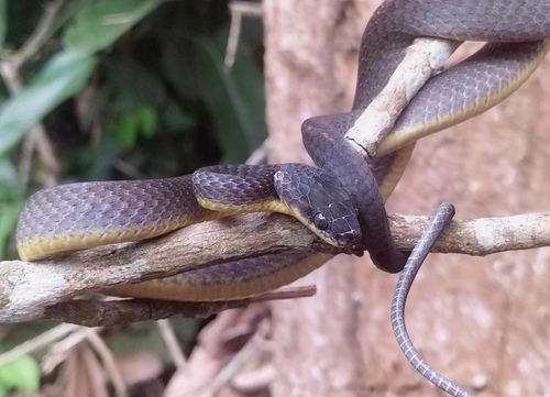 Weiler's Tree Snake