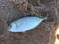Caranx