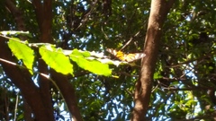 Lycorea halia discreta