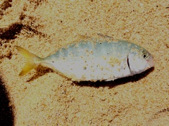 Caranx