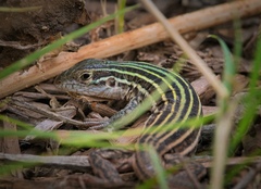 Aspidoscelis gularis