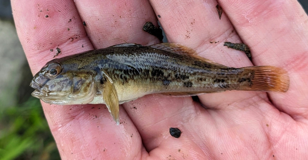 Round Goby from Geneva, NY 14456, USA on June 24, 2024 at 10:43 AM by ...