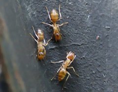 Camponotus macrocephalus