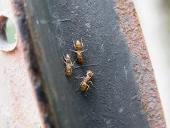 Camponotus macrocephalus