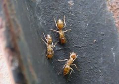 Camponotus macrocephalus