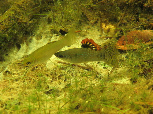 Mangrove molly (Poecilia orri) — Poeciliidae — 3