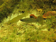 Mangrove Molly photo 2