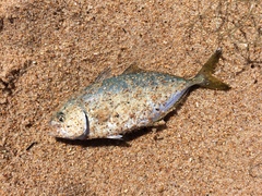 Caranx