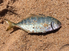 Caranx