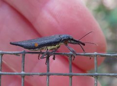 Rhinotia bidentata