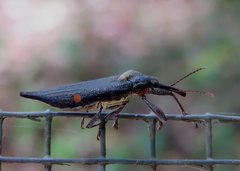 Rhinotia bidentata