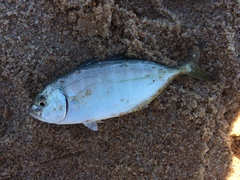 Caranx