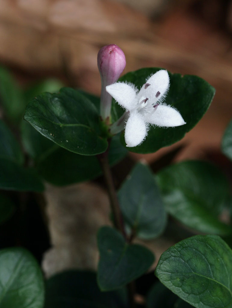 Mitchella repens — a medium houseplant, prefers partial sun light