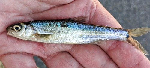Spottail Shiner