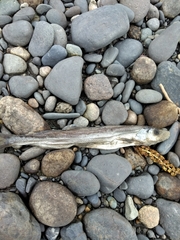 Thaleichthys pacificus