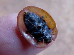 Emcephalus floccosus