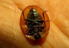 Emcephalus floccosus