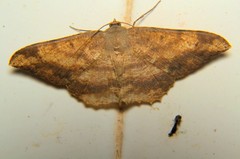 Luxiaria amasa