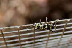 Chlorophorus curtisi