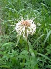 Monarda lindheimeri