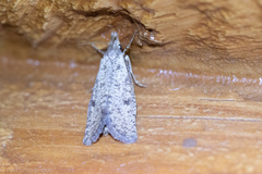 Acrolophus mortipennella