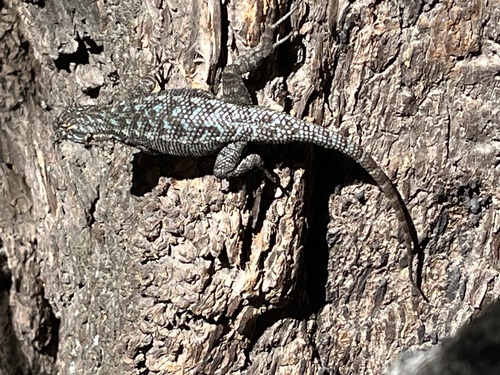 iNaturalist observation photo of Western Fence Lizard