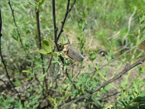 Chamaecytisus ruthenicus, photograph 5