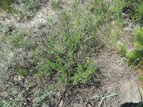 Chamaecytisus ruthenicus, photograph 6