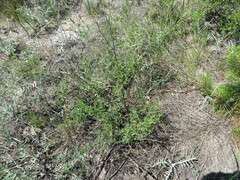 Chamaecytisus ruthenicus, photograph Andrey Sdobnikov, CC BY, iNaturalist via GBIF