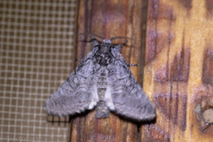 Pseudopanthea palata