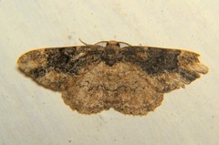 Parapholodes fuliginea