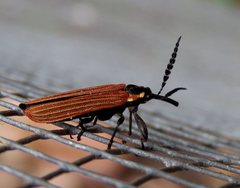 Rhinotiodes spinipennis