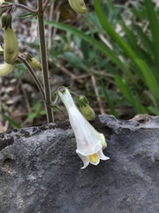 Penstemon tenuiflorus