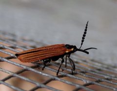 Rhinotiodes spinipennis