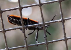Rhinotiodes spinipennis