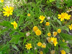 Tetraneuris linearifolia