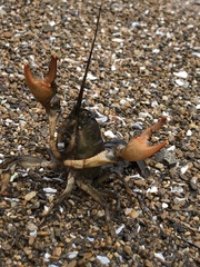 Lacunicambarus nebrascensis