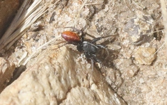 Castianeira occidens