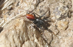 Castianeira occidens