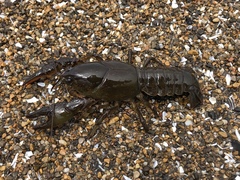 Lacunicambarus nebrascensis