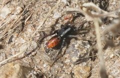 Castianeira occidens